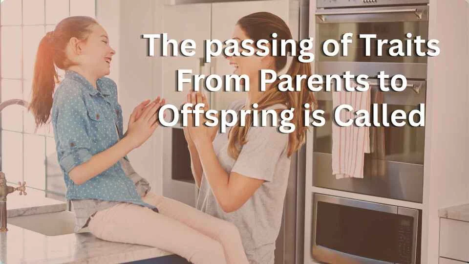 the passing of traits from parents to offspring is called