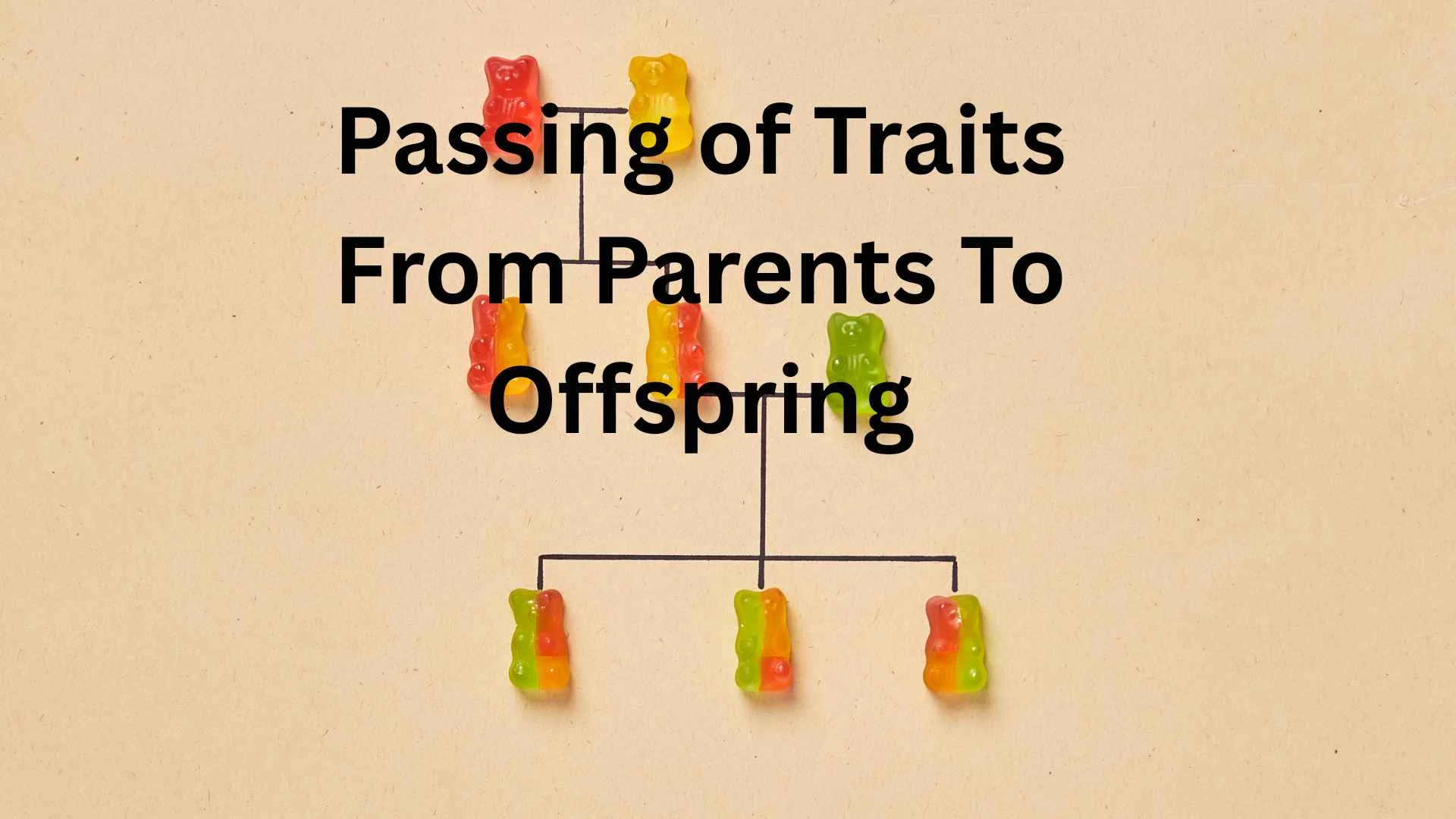 passing of traits from parents to offspring