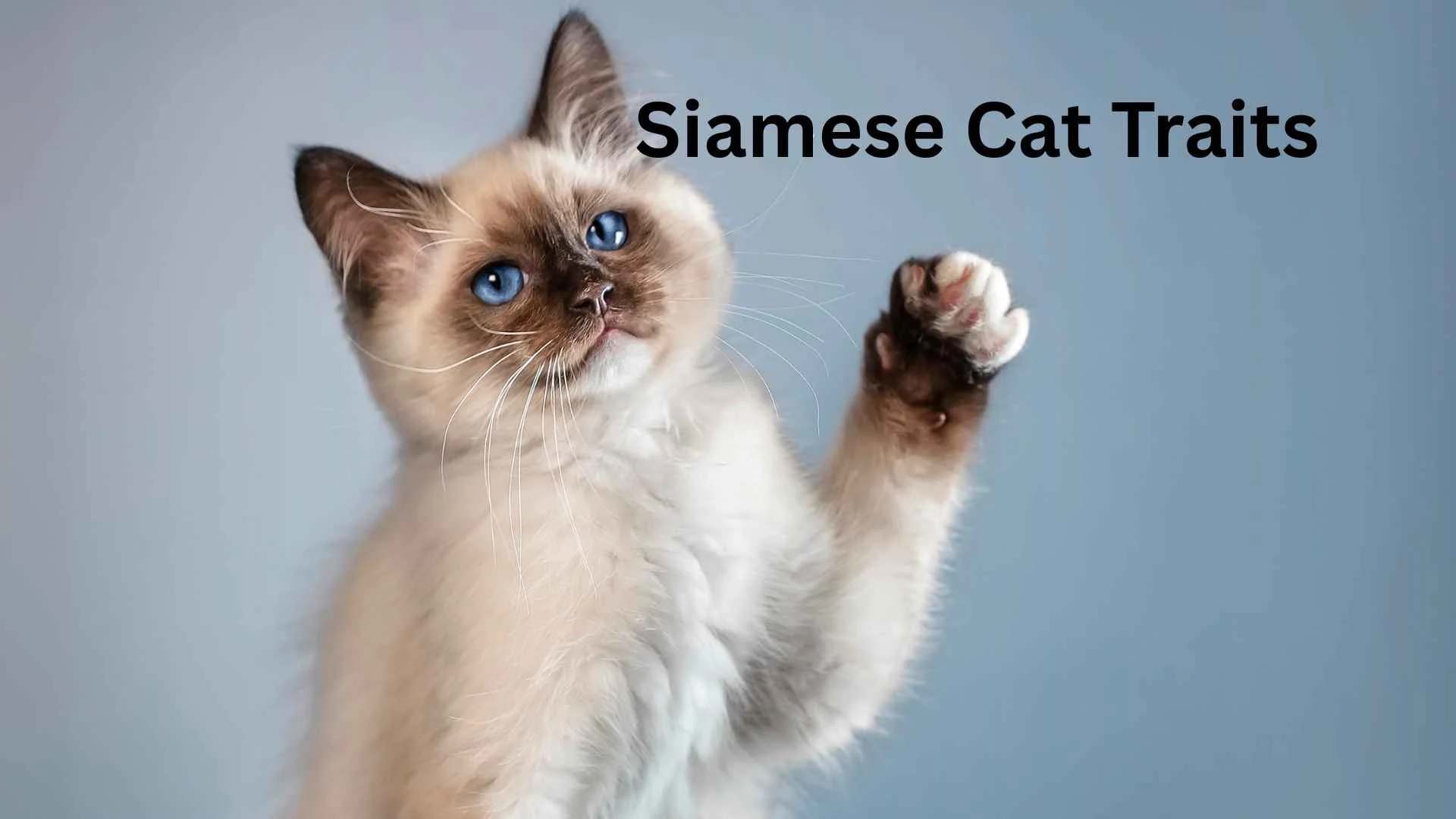 siamese cat traits