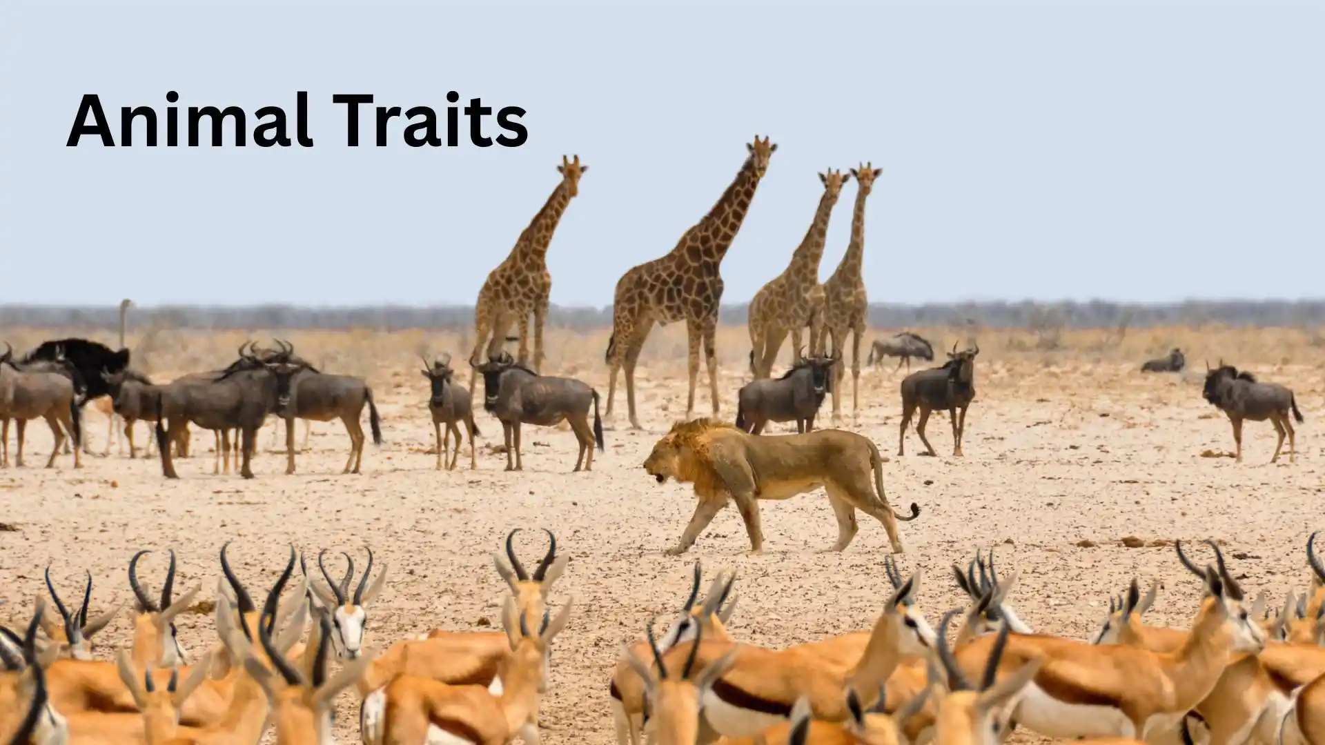 animal traits