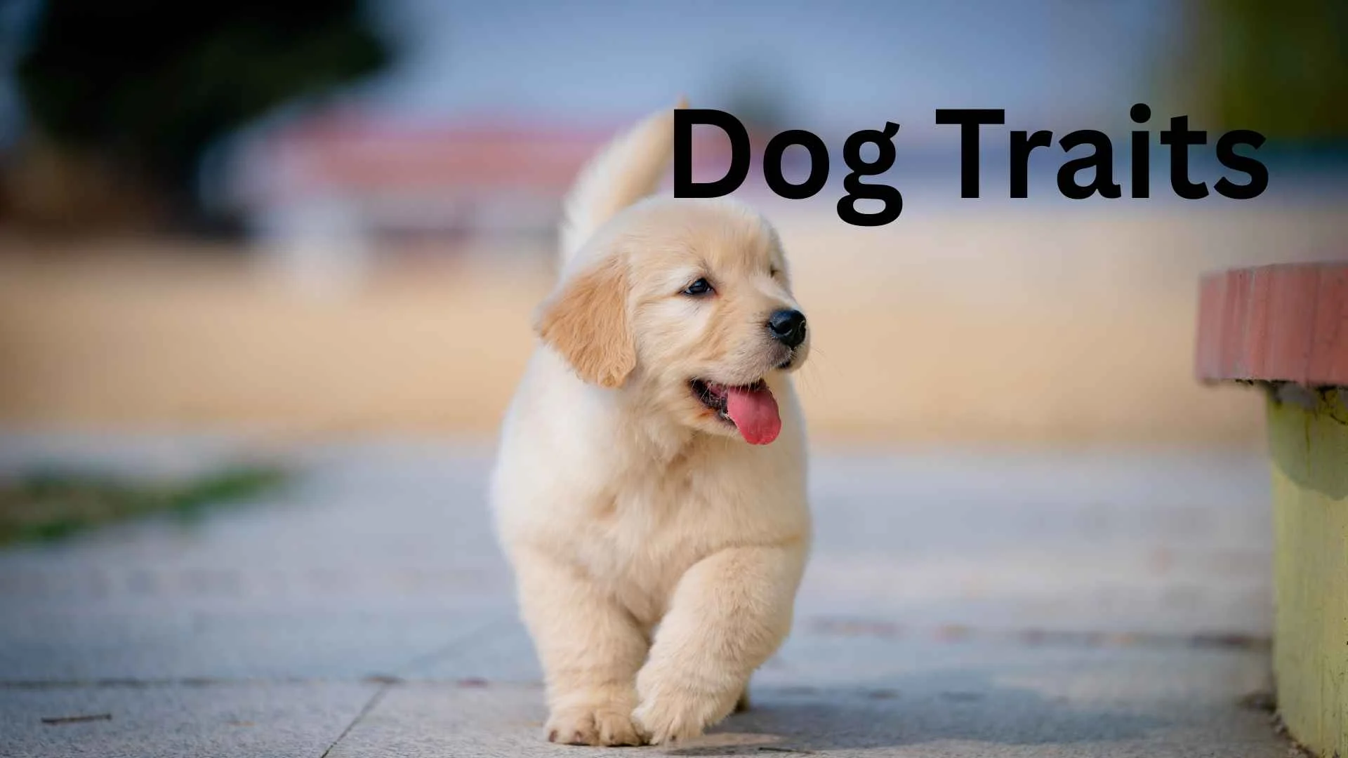 dog traits