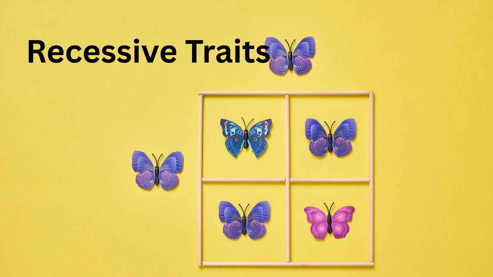 recessive traits